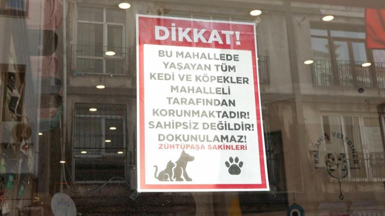 Kadıköyde sokak hayvanı katliamı: 25 kedi ve köpek zehirlendi