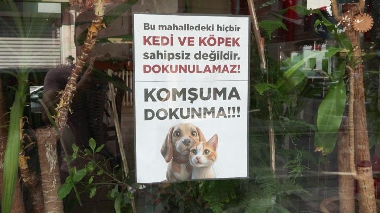 Kadıköyde sokak hayvanı katliamı: 25 kedi ve köpek zehirlendi