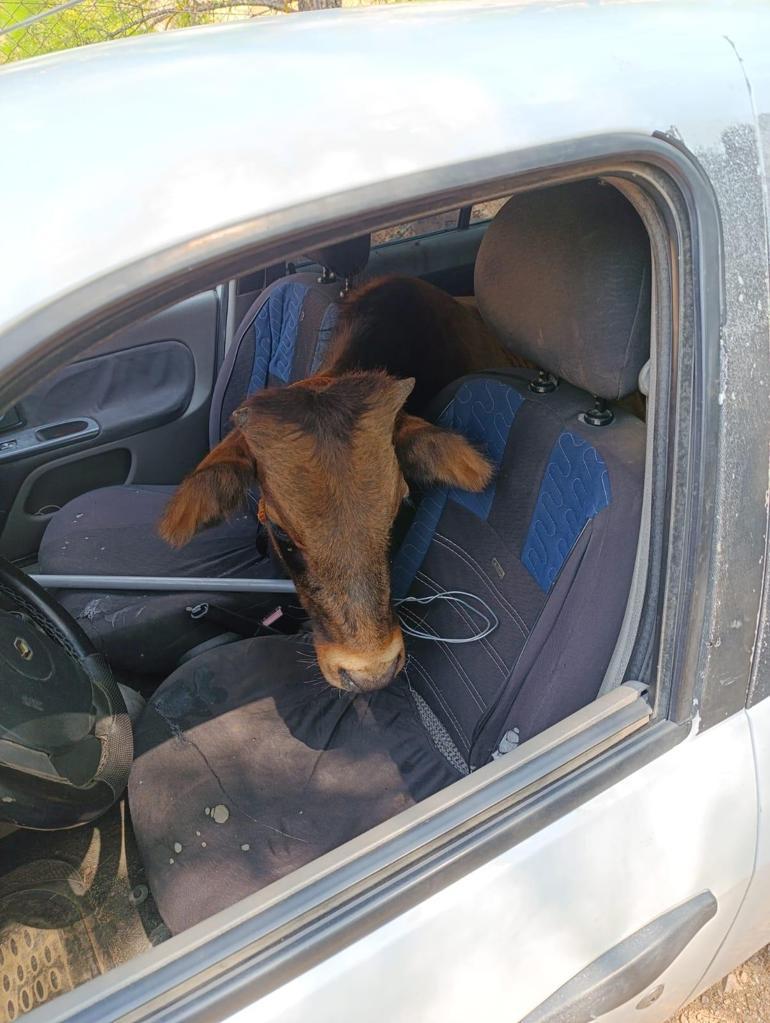 Polisin dur ihtarına uymayıp kaçan otomobilden çalıntı dana çıktı