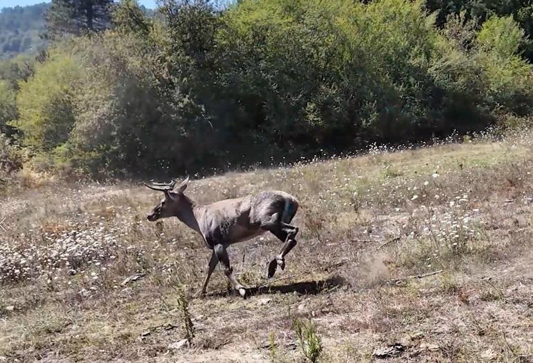 Bursada 2 kızıl geyik doğaya salındı; 1,5 saat süren operasyon kamerada