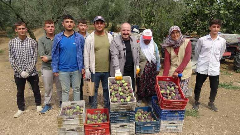 İncir hasadına katılan Varank: Destekler kalktı yalanlarına inanmayın