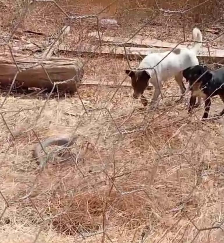 Çanakkalede Bozyörük yılanını görüntülemek isterken saldırısına uğradı