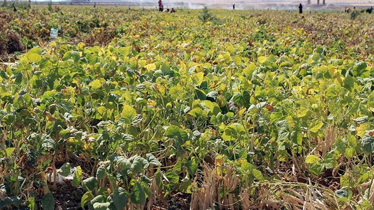 Aksaray’da Türk mutfağının vazgeçilmezi beyaz fasulyenin hasadı başladı