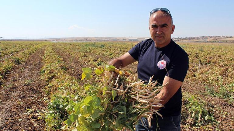 Aksaray’da Türk mutfağının vazgeçilmezi beyaz fasulyenin hasadı başladı