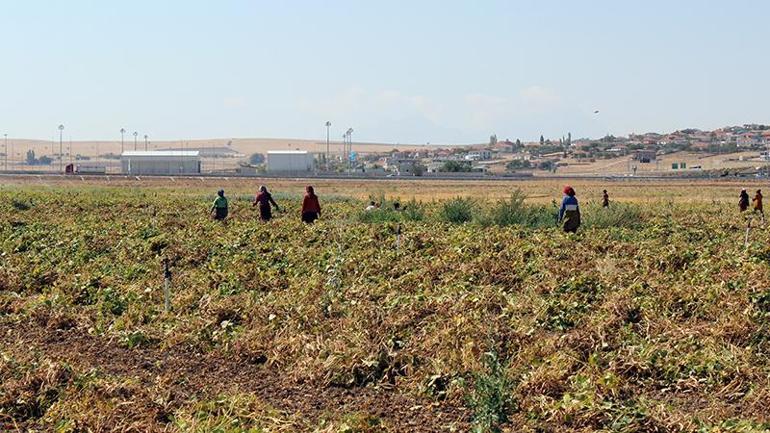 Aksaray’da Türk mutfağının vazgeçilmezi beyaz fasulyenin hasadı başladı