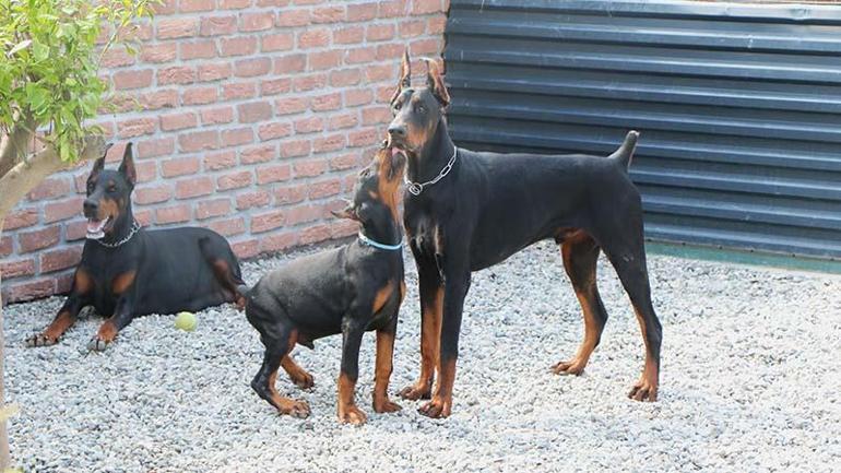 Kurduğu çiftlikle doberman yetiştirip, 40ı aşkın ülkeye gönderdi