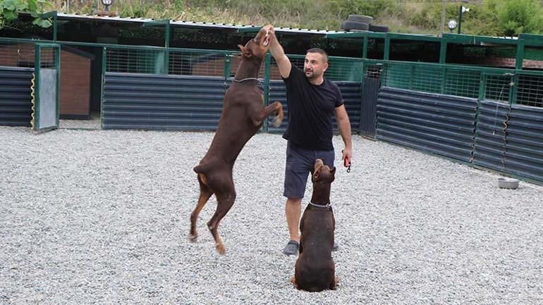 Kurduğu çiftlikle doberman yetiştirip, 40ı aşkın ülkeye gönderdi