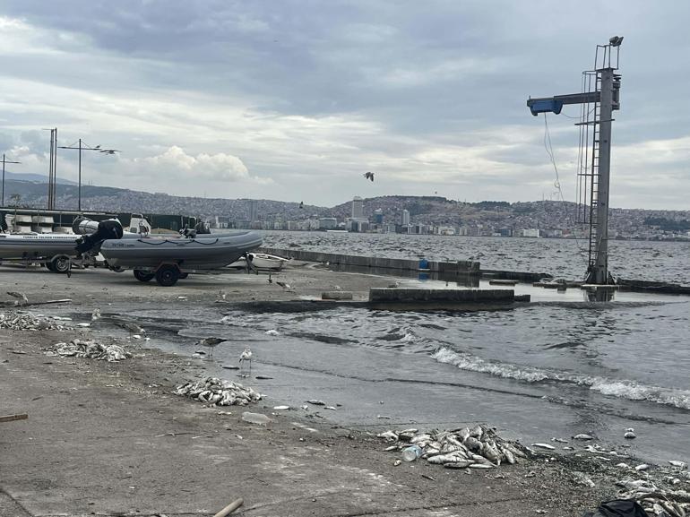 İzmirde balık ölümleri ve kötü koku sürüyor