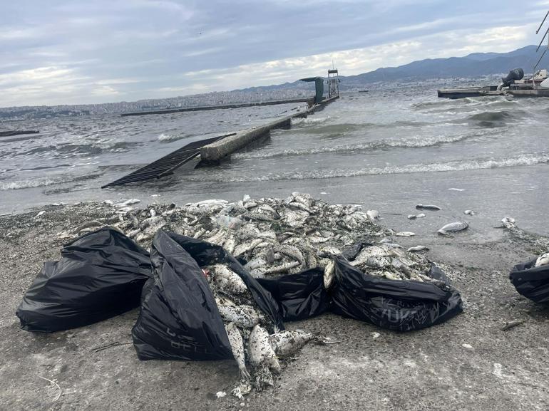 İzmirde balık ölümleri ve kötü koku sürüyor