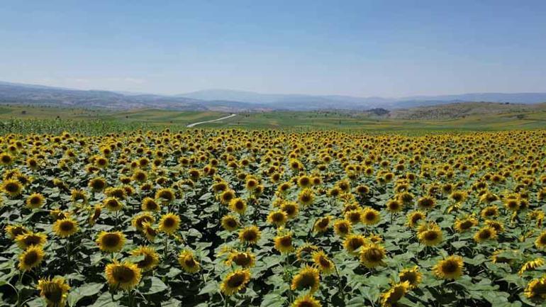 Ayçiçeği üretiminin artması için sulama ve devlet desteği şart