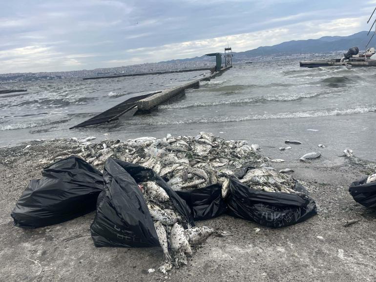 İzmir Körfezinde yağmur sonrası balık ölümleri yaşanmaz