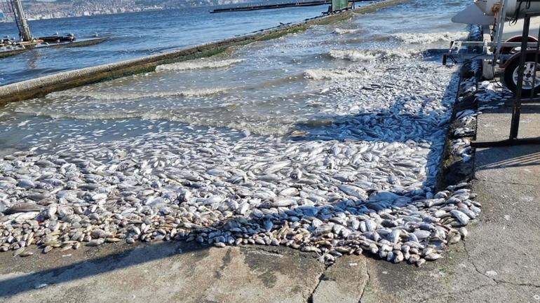 İzmir Körfezinde yağmur sonrası balık ölümleri yaşanmaz