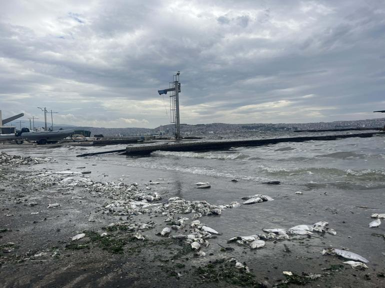 İzmir Körfezinde yağmur sonrası balık ölümleri yaşanmaz