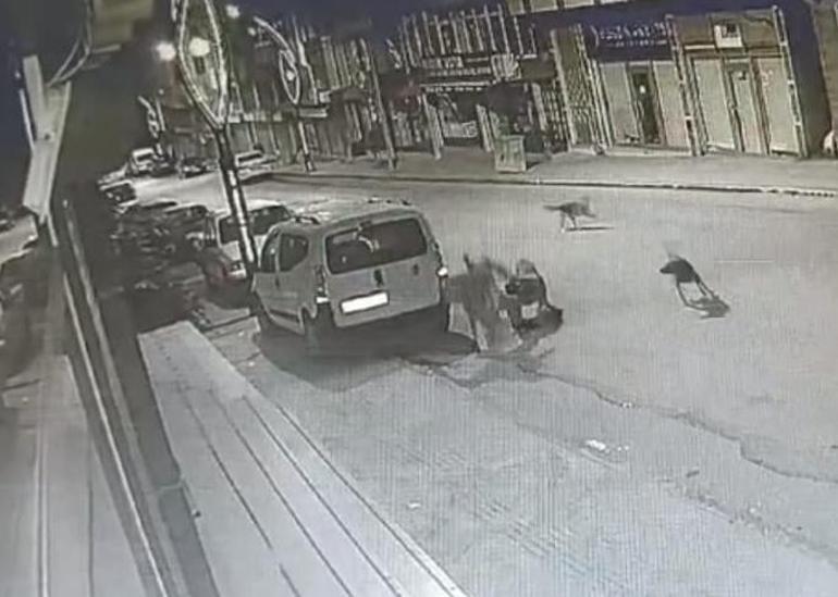 Orduda başıboş köpek saldırısı kamerada