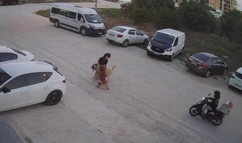 Sokak köpeğinin saldırısına uğrayan köpeğini kurtardı; o anlar kamerada