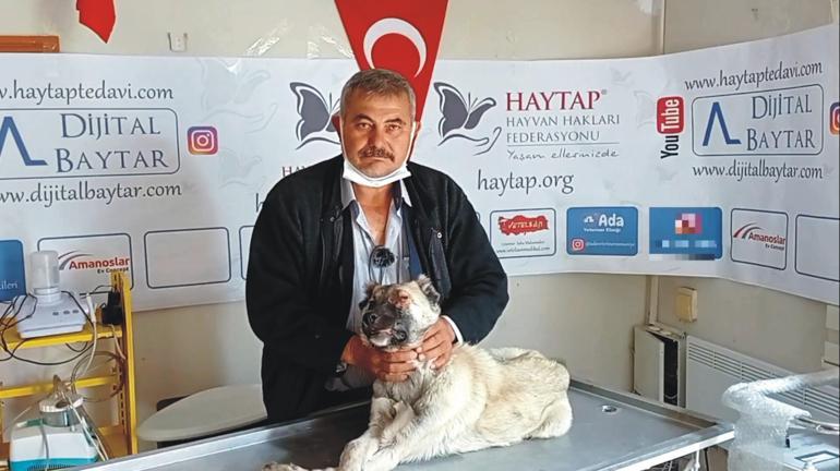 Gözünden yaralanan yavru köpeği tedavi ettirip sahiplendi