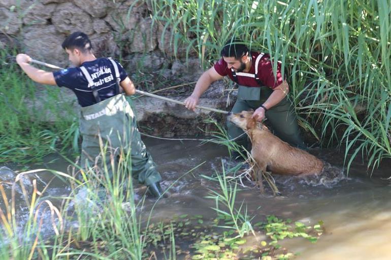 Kanalda balçığa sağlanan köpeği, itfaiye ve veteriner kurtardı