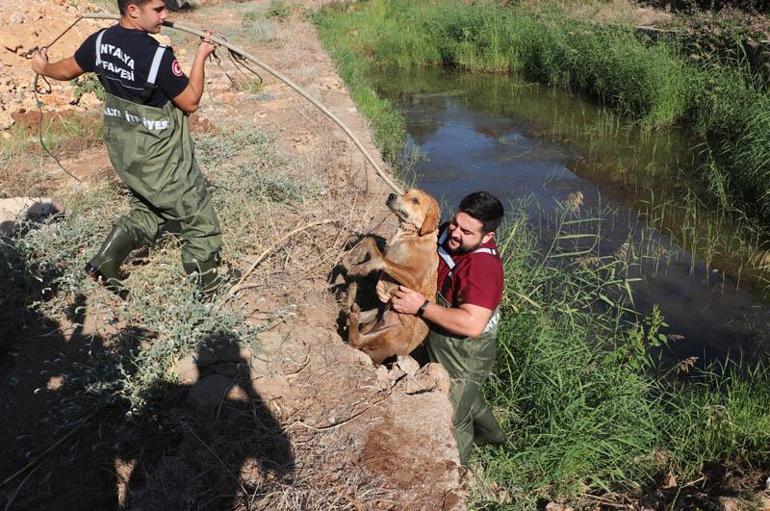 Kanalda balçığa sağlanan köpeği, itfaiye ve veteriner kurtardı