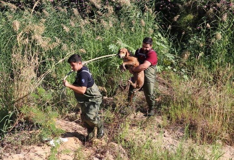 Kanalda balçığa sağlanan köpeği, itfaiye ve veteriner kurtardı