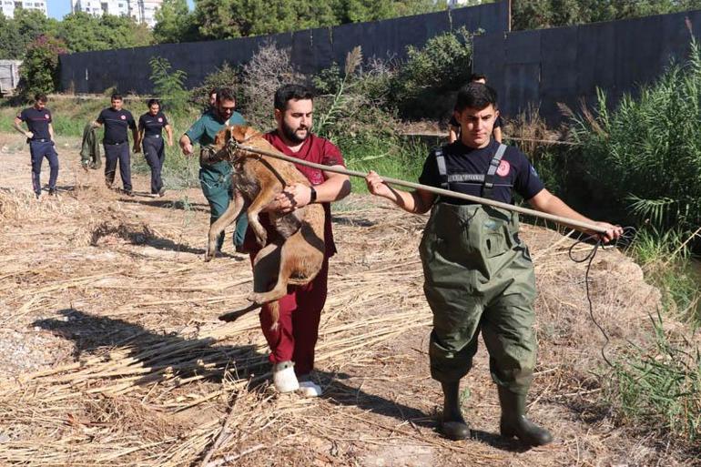 Kanalda balçığa sağlanan köpeği, itfaiye ve veteriner kurtardı