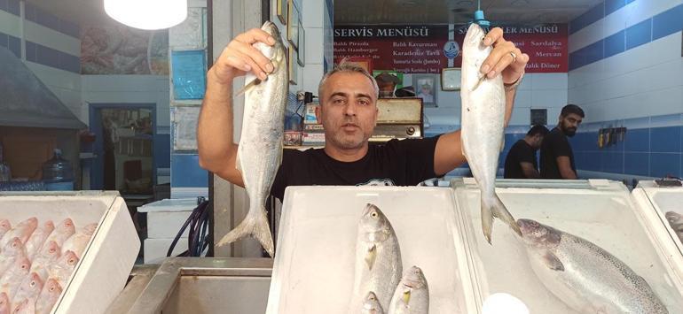 Hatayda tezgahlarda karides bolluğu; diğer balık fiyatları da düştü