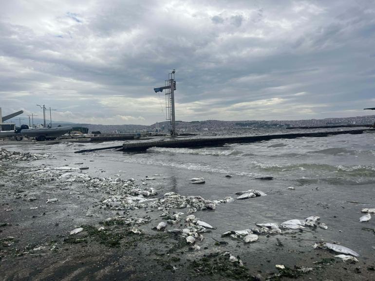 Bakan Yardımcısı Varank: İzmir Körfezi Eylem Planı, Mavi bir İzmir Körfezi vizyonuyla yürütülecek