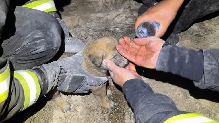 2 metre derinliğindeki yarığa düşen 2 yavru köpek kurtarıldı