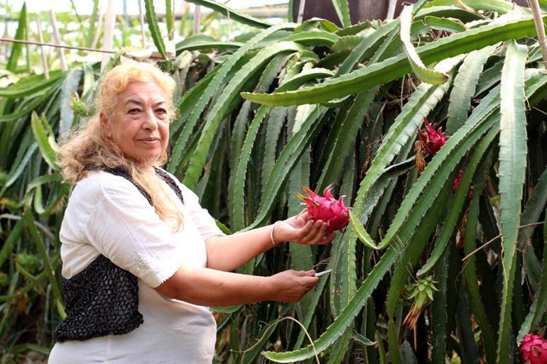 Emekli öğretmen çift, ejder meyvesi üretiminde öncü