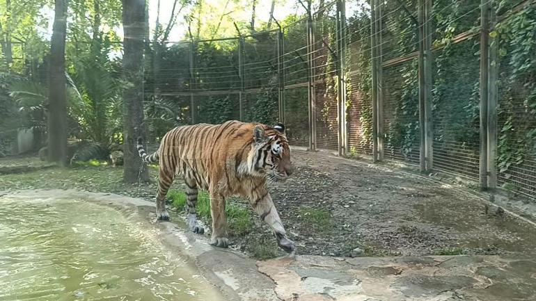 Sibirya kaplanı Victor ve kızıl panda Bambi, 4 bin kilometre uzaklıktan gelen eşleriyle buluştu