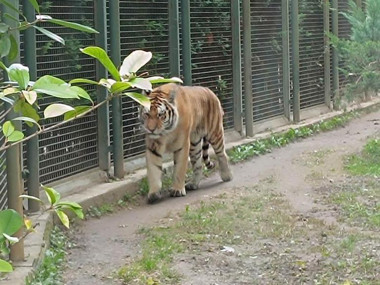 Sibirya kaplanı Victor ve kızıl panda Bambi, 4 bin kilometre uzaklıktan gelen eşleriyle buluştu