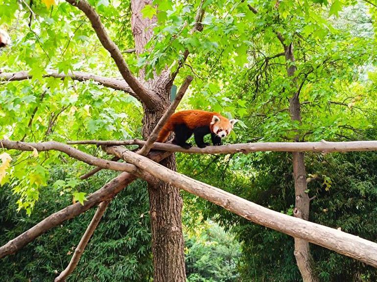 Sibirya kaplanı Victor ve kızıl panda Bambi, 4 bin kilometre uzaklıktan gelen eşleriyle buluştu