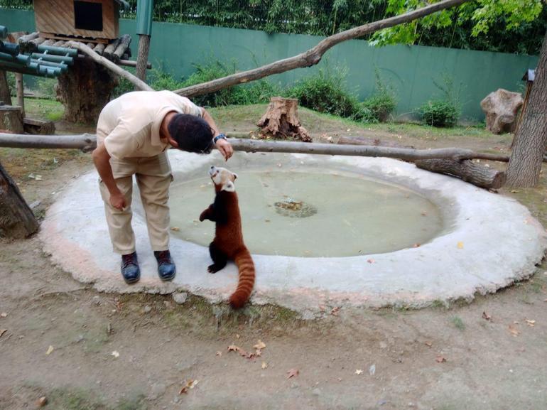 Sibirya kaplanı Victor ve kızıl panda Bambi, 4 bin kilometre uzaklıktan gelen eşleriyle buluştu