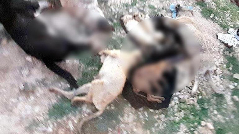 Kırklarelinde barınakta 17 kedi ve köpek öldü; adli, idari soruşturma başlatıldı