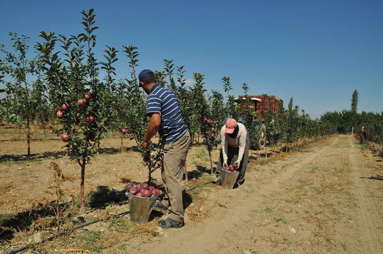 Niğdede elmada rekolte 600 bin tona ulaştı