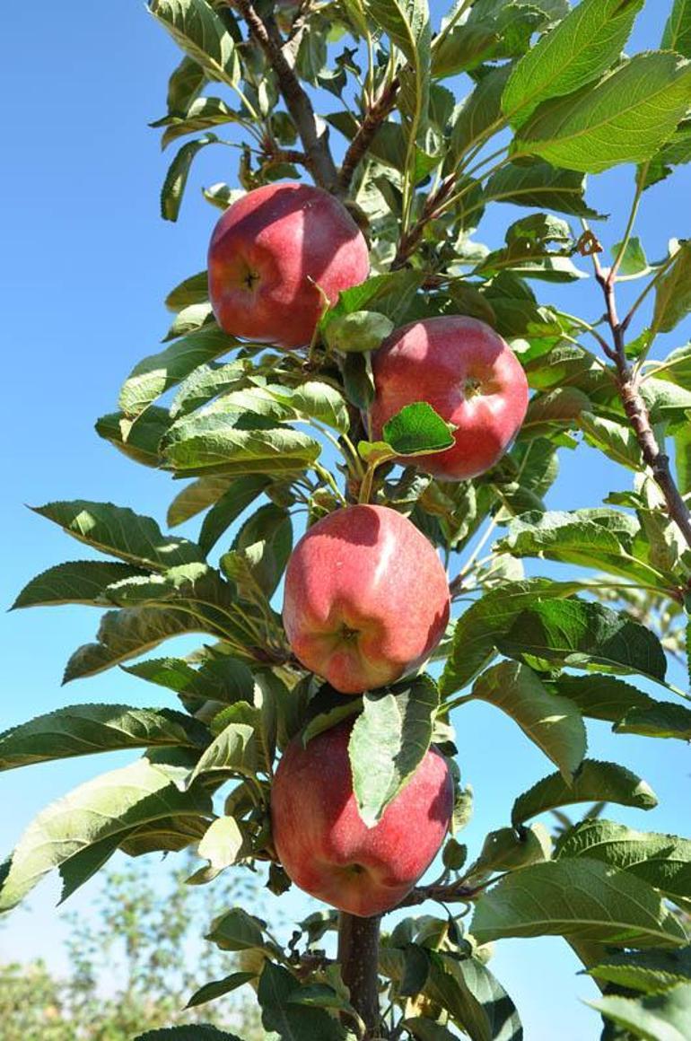 Niğdede elmada rekolte 600 bin tona ulaştı