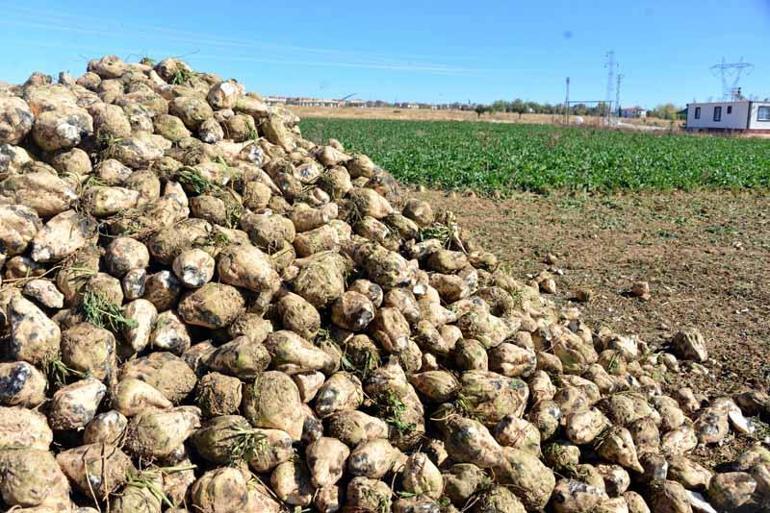 Çiftçi sulama yöntemini değiştirdi, şeker pancarında rekolte arttı