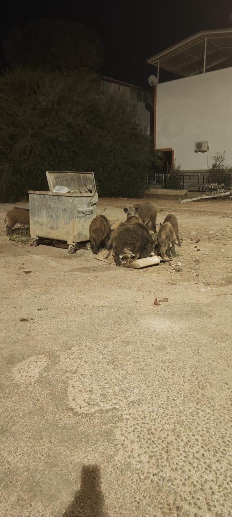 Didimde aç kalan yaban domuzları şehre indi, o anlar kamerada