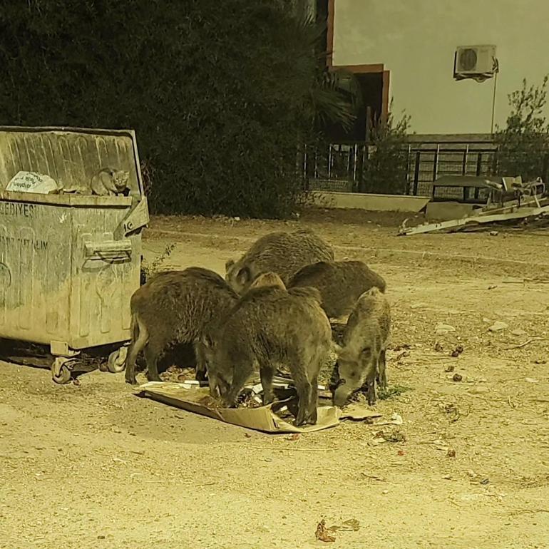 Didimde aç kalan yaban domuzları şehre indi, o anlar kamerada