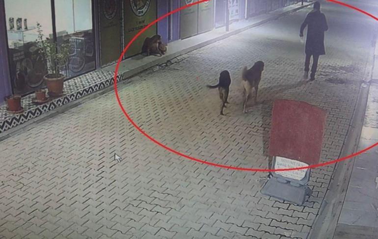 Hatayda 4 kediyi sokak köpekleri parçaladı; olay öncesi kamerada