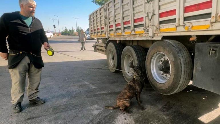 TIRın lastiğindeki 53 kilo esrarı narkotik köpeği Barbara buldu