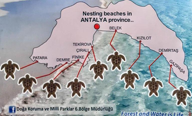 Antalyadaki kumsallarda deniz kaplumbağası rekoru; 458 bin 714 yavru denize ulaştı