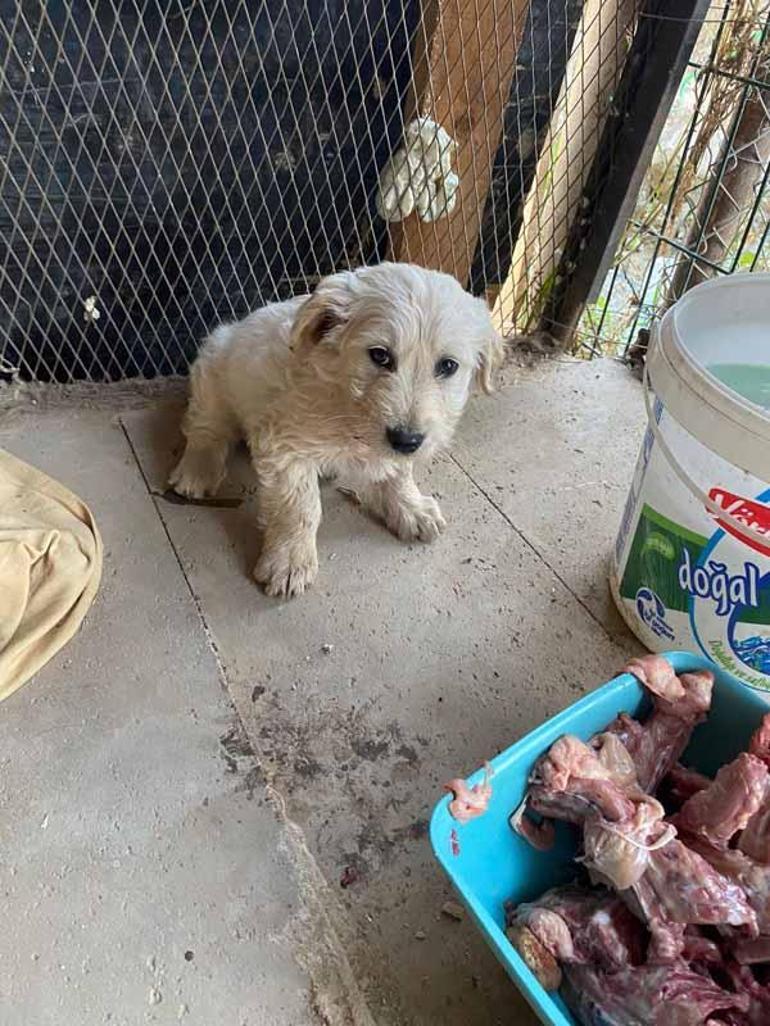 Öldürülen köpeğin bir yavrusu daha sağ bulundu