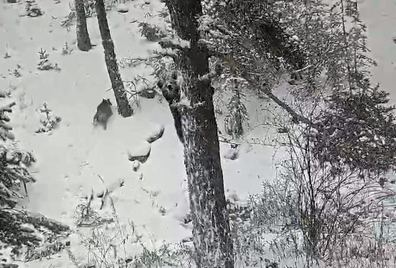 Karla kaplı ormanda ayı ve yavrusu kamerada