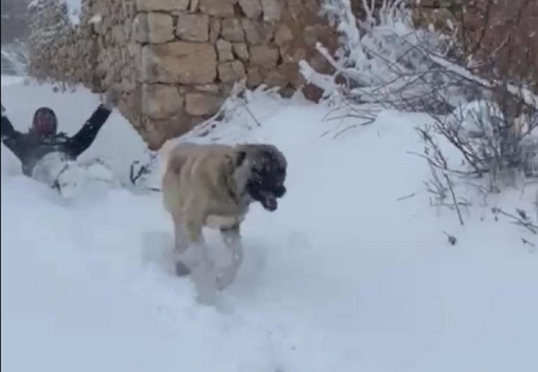 Kangal köpeğiyle kayak yaptı