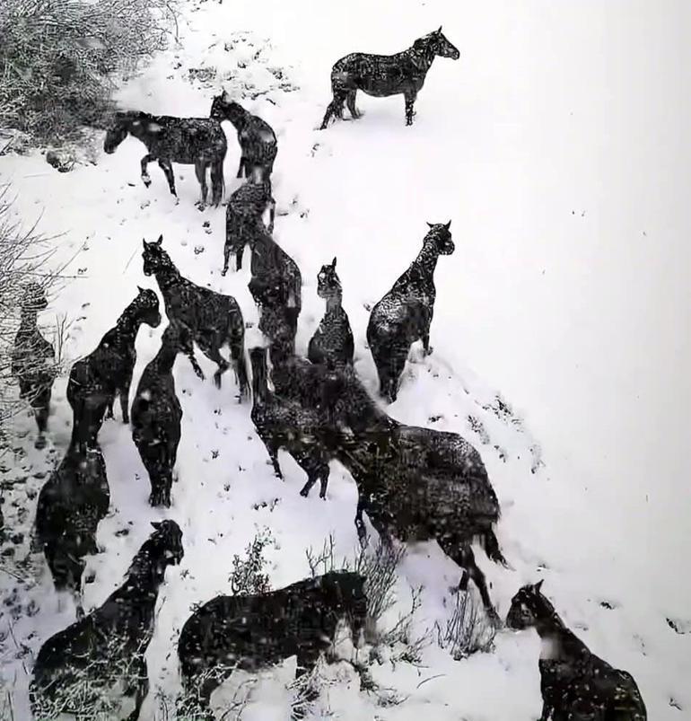 Boluda karlı havada yılkı atları görüntülendi