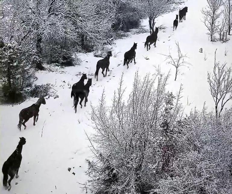 Boluda karlı havada yılkı atları görüntülendi