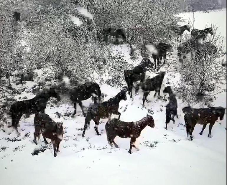 Boluda karlı havada yılkı atları görüntülendi