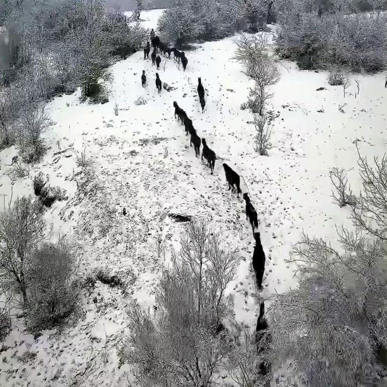 Boluda karlı havada yılkı atları görüntülendi