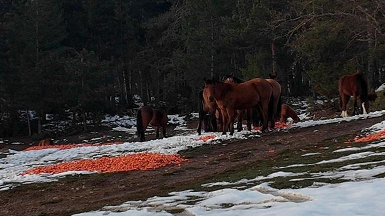 Karla kaplı yaylada yılkı atlarına yem bıraktılar