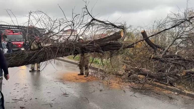 Avcılar’da devrilen iğde ağacı elektrik ve telefon hatlarına zarar verdi